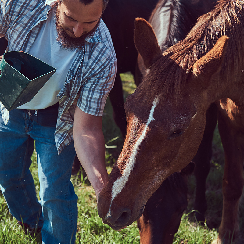 Animal Nutrition & Feed Industry