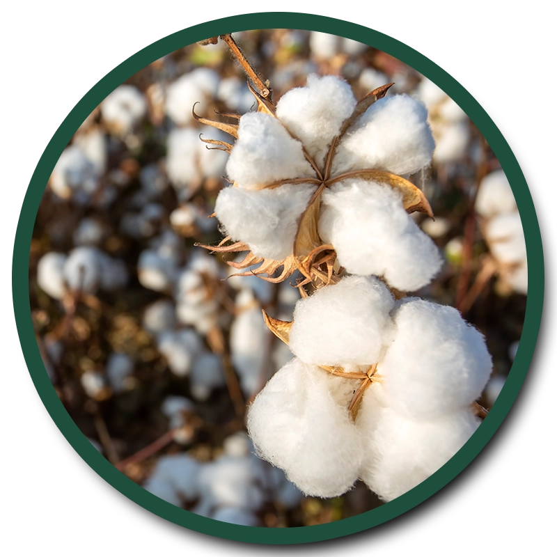 COTTON