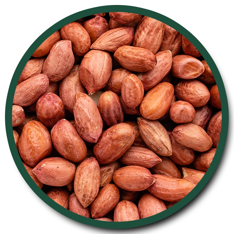 GROUNDNUT