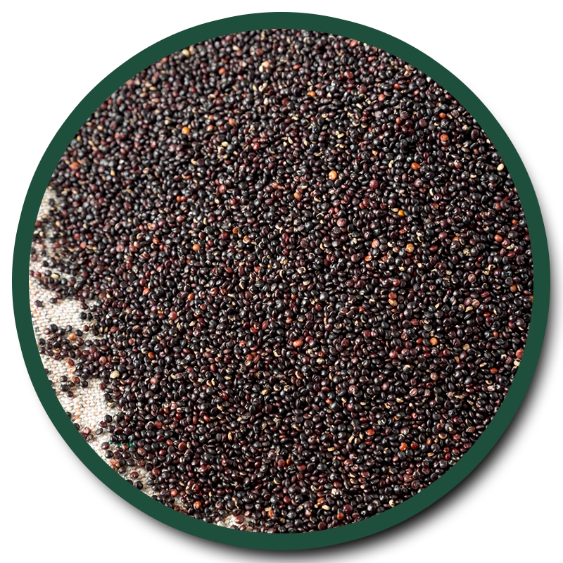 BLACK MUSTARD