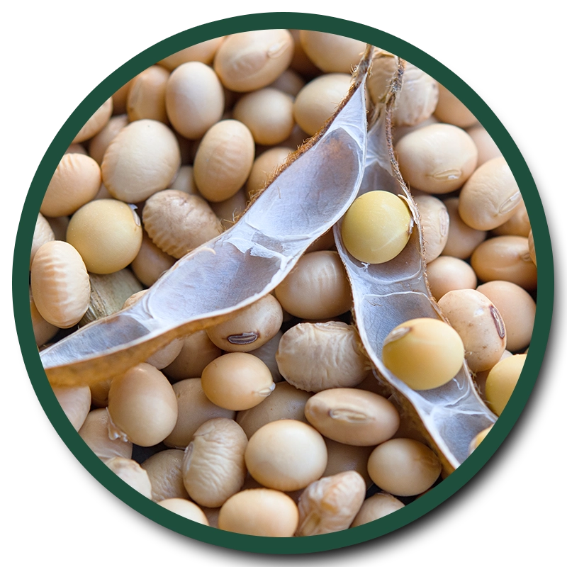 SOYBEANS