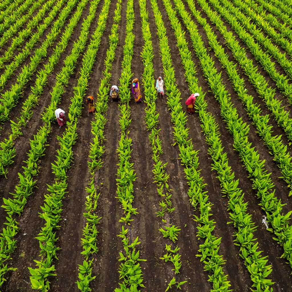 How to Choose the Right Agricultural Export Supplier from India