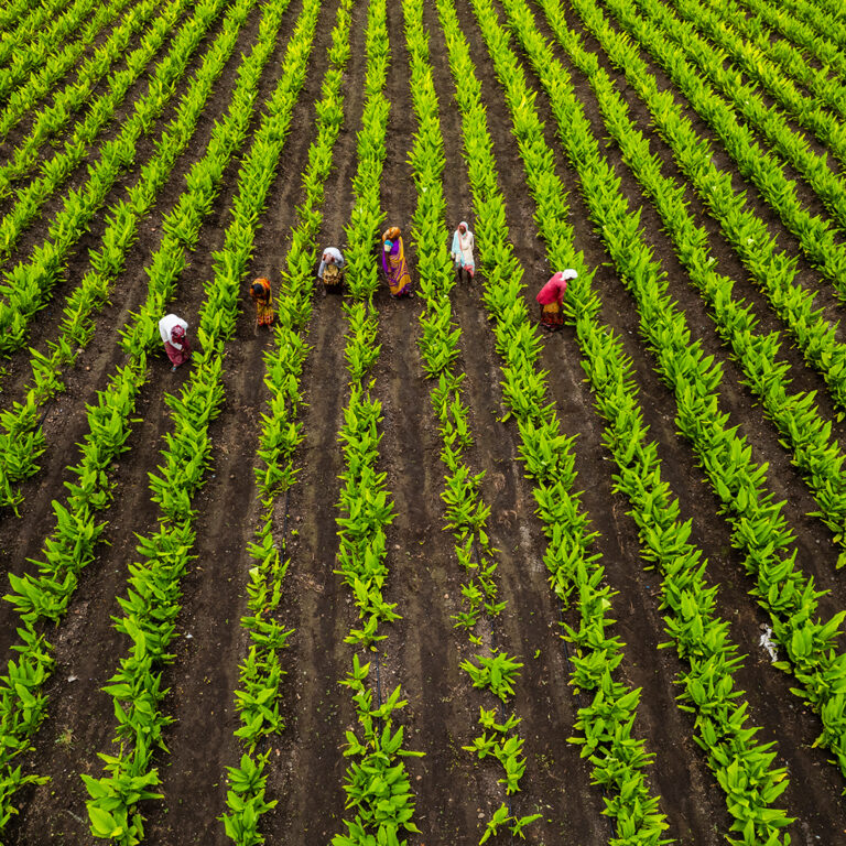 How to Choose the Right Agricultural Export Supplier from India
